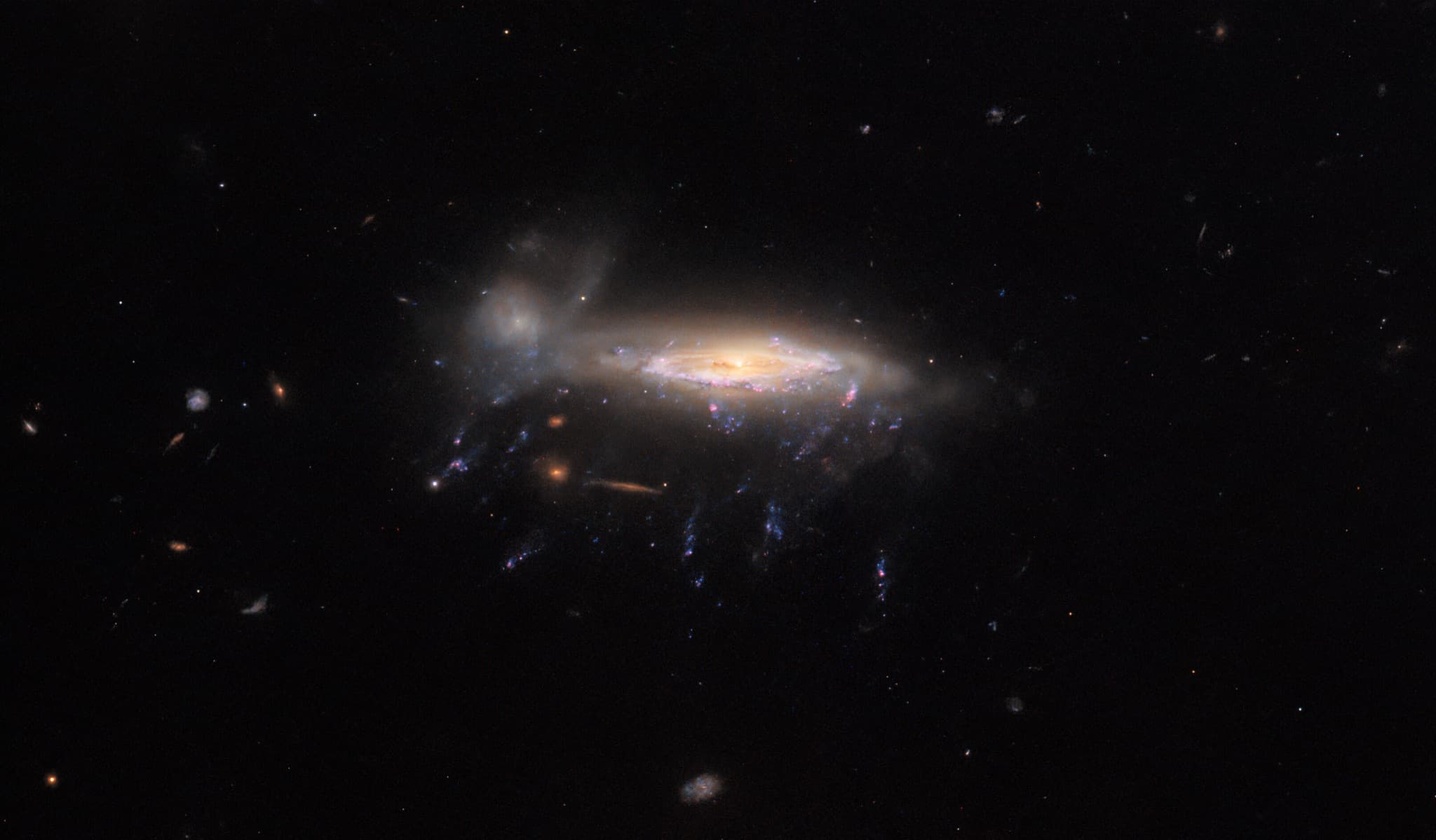 The jellyfish galaxy JO204 with bright gas tendrils trailing beneath its glowing disc, where stripped gas collapses into new stars against a dark starfield.