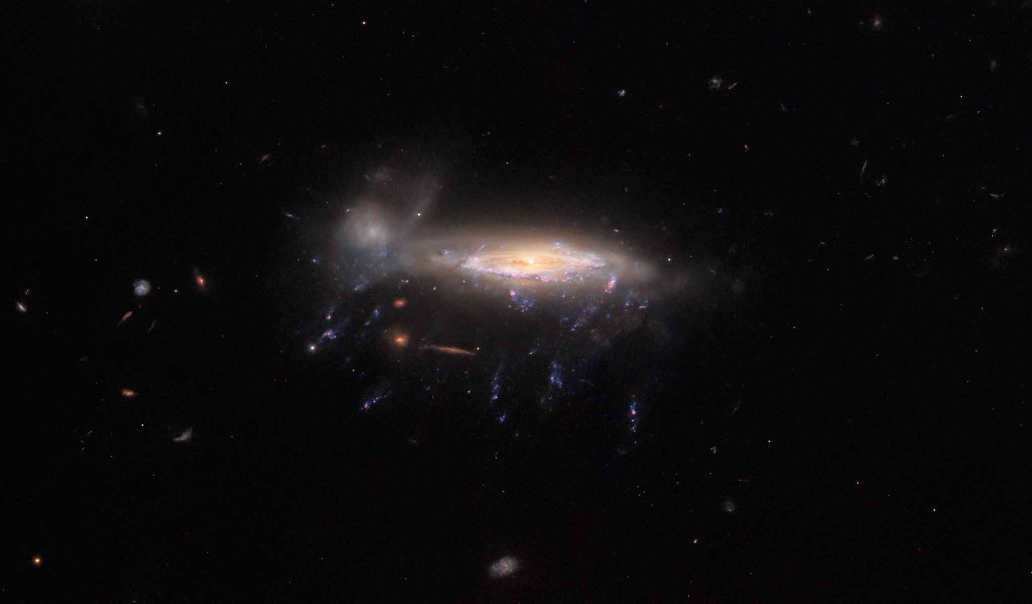 The jellyfish galaxy JO204 with bright gas tendrils trailing beneath its glowing disc, where stripped gas collapses into new stars against a dark starfield.