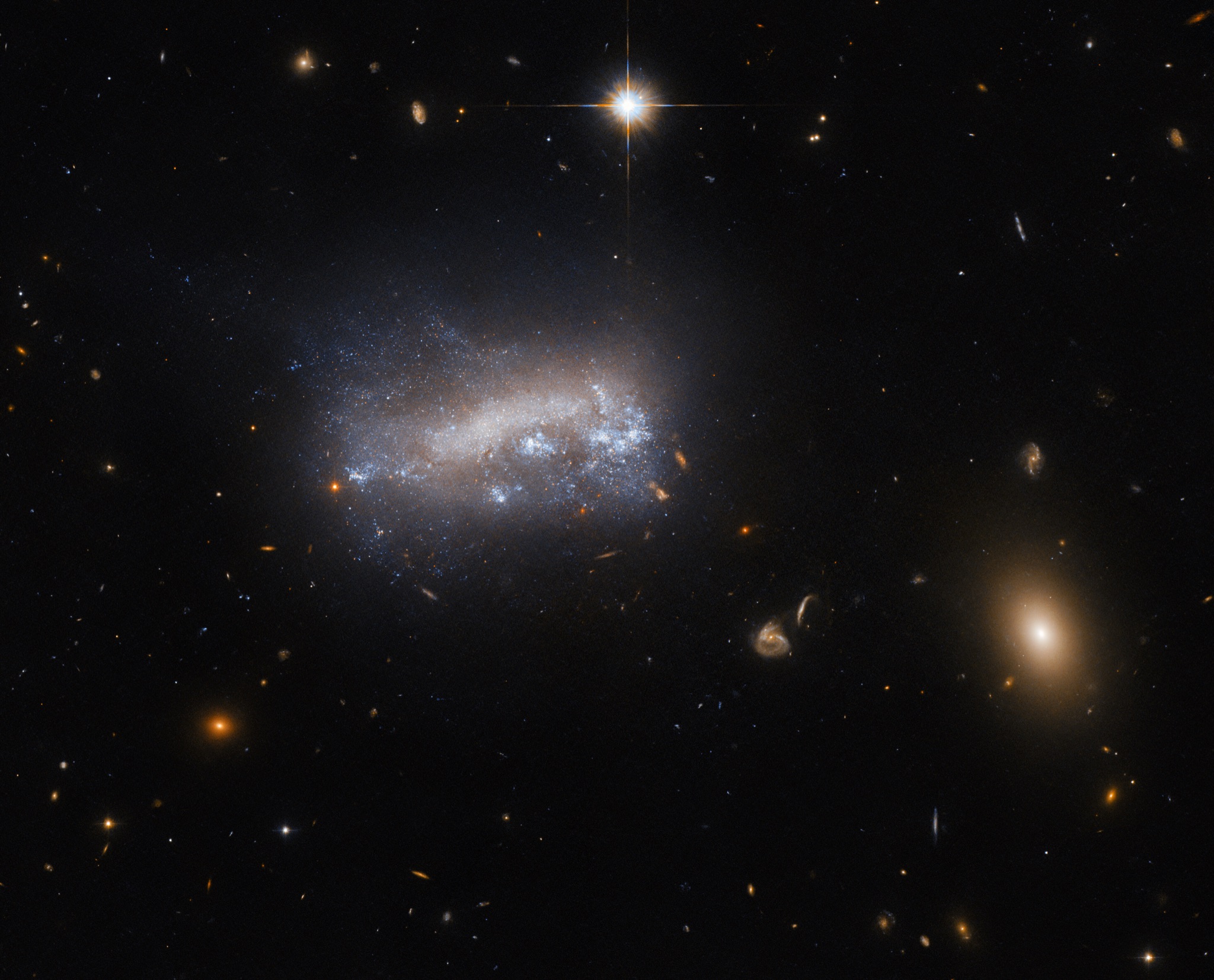 The dwarf galaxy LEDA 42160 glowing with bright bluish star-forming patches on its lower-right flank as it plows through the dense gas of the Virgo cluster.